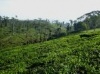 AGROWISATA PAGILARAN